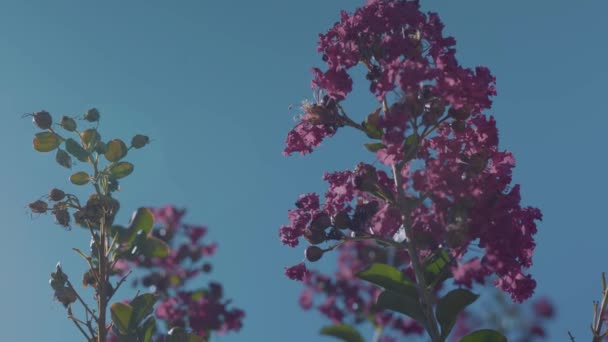 Flores Cor Rosa Vento — Vídeo de Stock