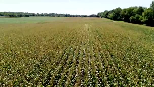 在季节的后期空中飞越玉米地 9月在威斯康星州东南部拍摄 — 图库视频影像