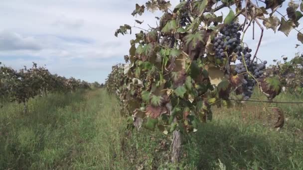 Winogrona Rosnące Regionie Winiarskim Niagara Beamsville Ontario Kanada — Wideo stockowe