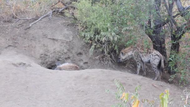 Een Vrouwelijke Gevlekte Hyaena Crocuta Crocuta Staat Rond Een Plaats — Stockvideo