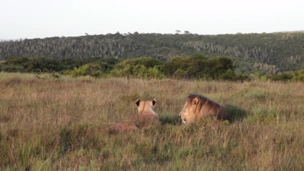 Egy hím és nőstény oroszlán, a Panthera leo hosszú fűben pihen egy víznyelő szélén a Kariega privát vadrezervátumban, Dél-Afrika keleti fokvidékén.