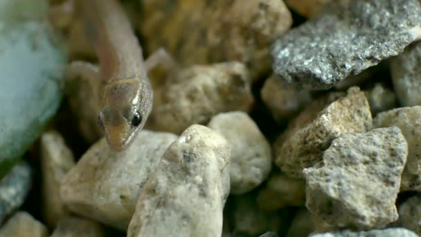 小さな野生の赤ちゃんトカゲのクロールのマクロショットと小さな岩の上に食べ物を探して — ストック動画