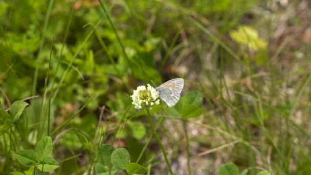 Pequeña Mariposa Volando Campo Flores — Vídeo de stock