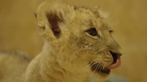 Adorable Footage Baby Lion Cub Front Camera — Stock Video