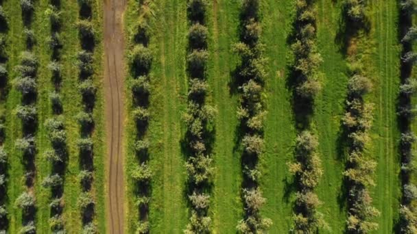 Luchtfoto Van Een Boomgaard Zuid Oregon — Stockvideo