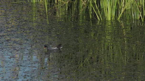 Eenden Voeden Zich Azraq Wetland Reserve Jordanië Sluit Schotel Links — Stockvideo