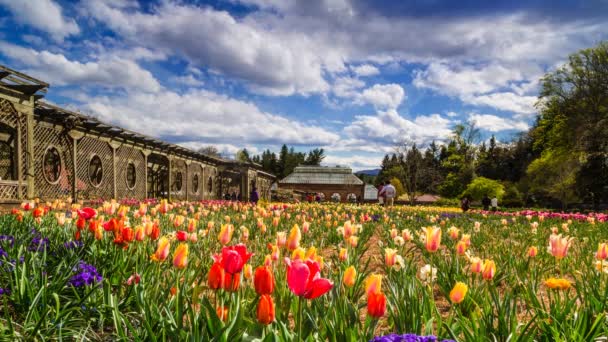 Jardins Tulipa Carolina Norte — Vídeo de Stock