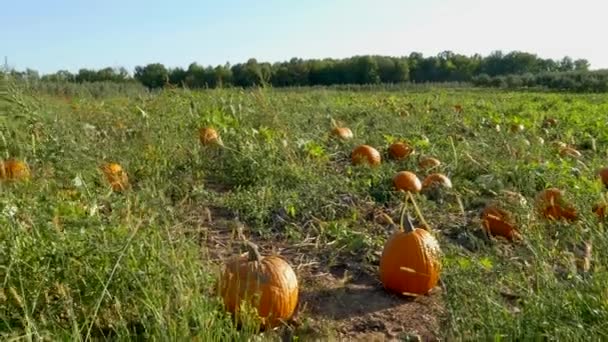 Footage Помаранчевий Pumpkins Патчі Сонячний День Вибрати Своє Жовтень Осінь — стокове відео