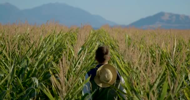 一个年轻人走进玉米地 回头看 — 图库视频影像