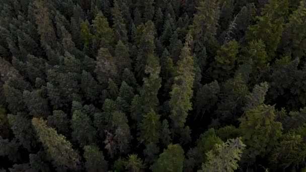 Arbres Pins Passés Volants Par Drone Dans Forêt Dense — Video