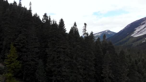 Drone Aéreo Disparou Panning Lado Pinheiros Floresta Montanha — Vídeo de Stock