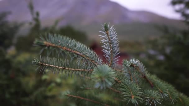 背景に小さなキャビンを持つ森林環境の松の枝 ノルウェー ヨーロッパ スローモーション — ストック動画