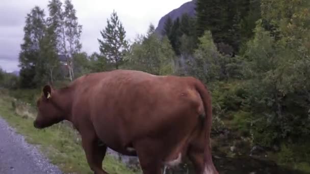 Vaca Atravessando Estrada Close Noruega Europa — Vídeo de Stock