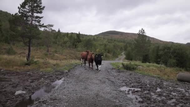 Vacas Fornicando Área Natural Terreno Montaña Noruega Europa — Vídeos de Stock