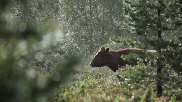 Vaca Pie Bosque Como Lluvia Vierte Sobre Ella Cámara Lenta — Vídeo de stock