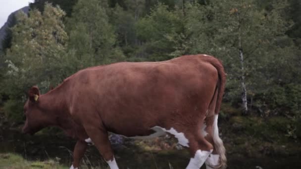 Vaca Caminando Por Calle Vista Cámara Lenta Cerca Del Bosque — Vídeo de stock