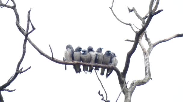 Dollar Groupe Oiseaux Sur Branche Arbre — Video