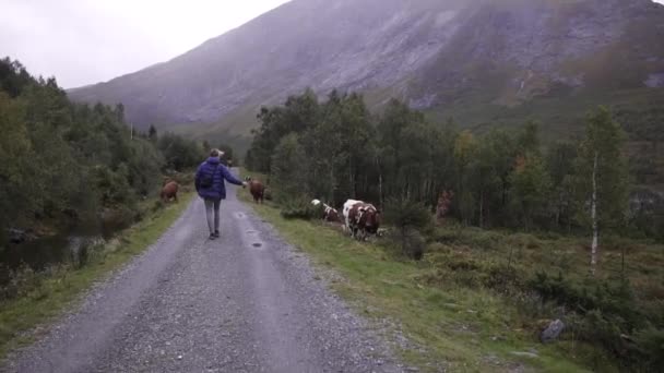 Hombre Filmando Vacas Cámara Lenta Lado Carretera Terreno Montañoso Noruega — Vídeos de Stock