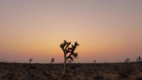 Joshua Tree Landscape Pink Purple Sunrise Timelapse — Stock Video