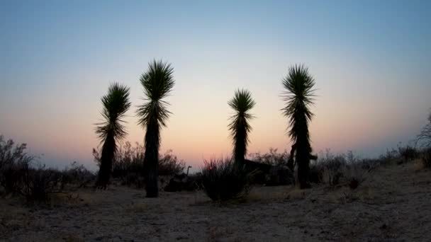 Napkelte Timelapse Mögött Magas Kaktusz Mojave Sivatag Zoom — Stock videók