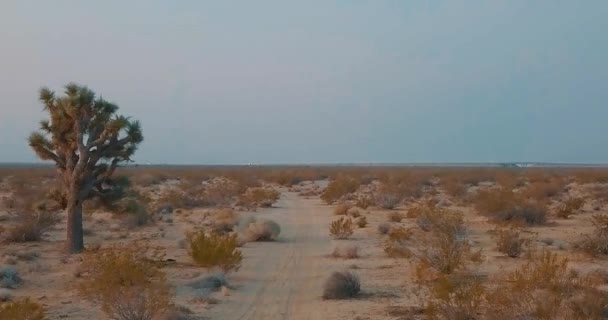 Josua Bäume Entlang Eines Feldweges Der Mojave Wüste Bei Sonnenaufgang — Stockvideo