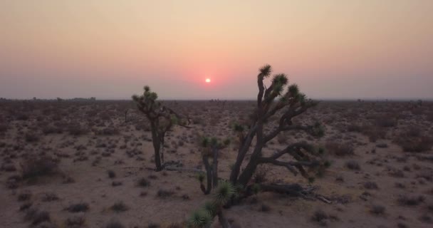 Beautiful Pink Purple Sunrise Joshua Tree Desert Low Aerial Push — Stock Video