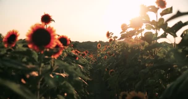 Соняшники Глідекам Безперешкодно Стріляв Соняшниками Навколо Золотої Години Сонце Сідає — стокове відео