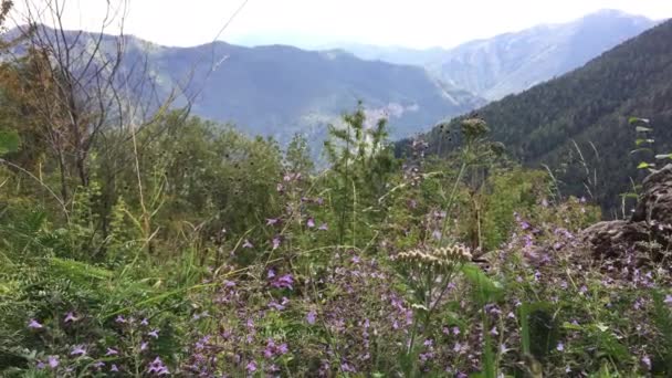 Góra Alpach 2200M Wysokości Zielonymi Trawami Drzewami Pochmurny Dzień — Wideo stockowe