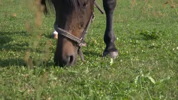马在地里吃草 — 图库视频影像