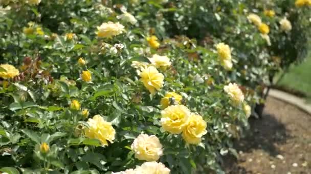 Walking along yellow roses and green bushes blowing in the breeze at the Mission rose garden in Santa Barbara, California.