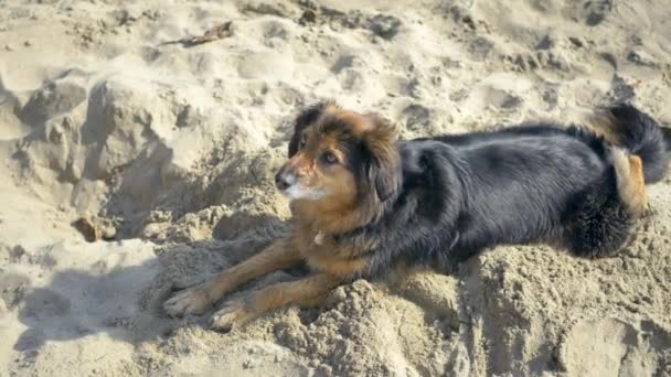 A cute small furry mutt dog taking a rest on the sunny, sandy beaches of Santa Barbara, California.