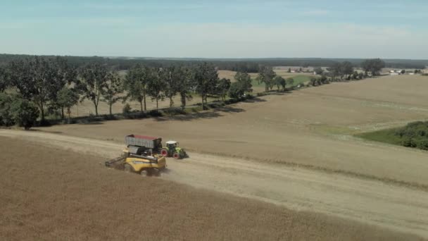 Hermosas Imágenes Aéreas Una Cosechadora Cosechadora Cosechando Trigo Campo Agrícola — Vídeos de Stock