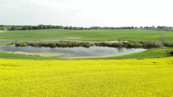 一个庄稼农场 空中拍摄到了美丽的黄花盛开的科诺拉种子田 — 图库视频影像
