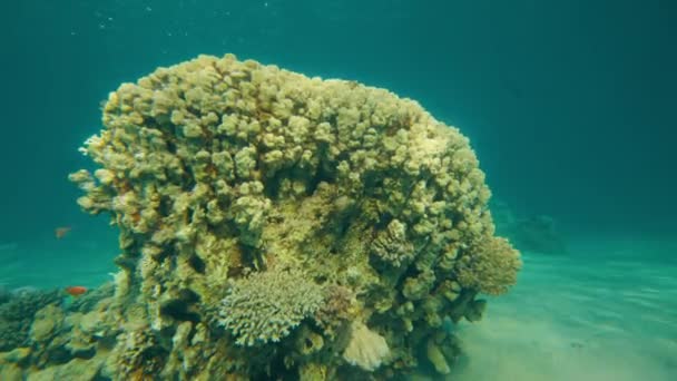 Ερυθρά Θάλασσα Υποβρύχια Κοράλλια Εγκεφάλου Φωτιά — Αρχείο Βίντεο