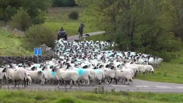 Een Groep Boeren Herdershonden Hielpen Allemaal Een Grote Kudde Schapen — Stockvideo