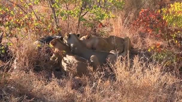 ライオンの誇り パンテラ レオは新鮮な水牛の上で食べる Syncerusは南アフリカのMumpalanga地域のMotswariプライベートゲームリザーブで冬の間に長い草の中で殺す — ストック動画