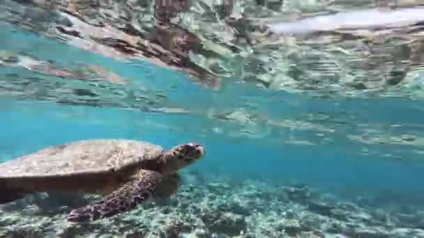 Tortuga Flotando Bajo Agua — Vídeos de Stock