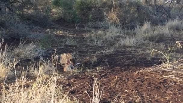 Female Cheetah Acinonyx Jubatus Feeds Nyala Antelope Winters Day Zimanga — Stock Video