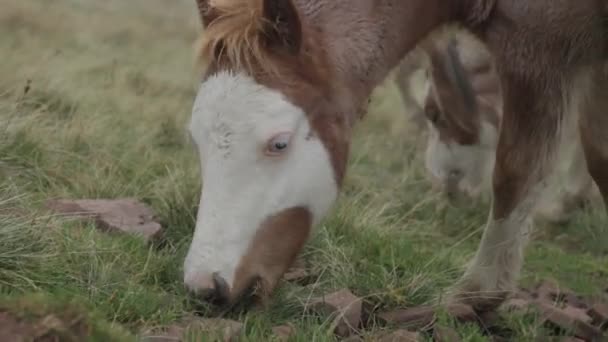 Divoký Poník Úžasným Modrým Okem Brecon Beacons — Stock video