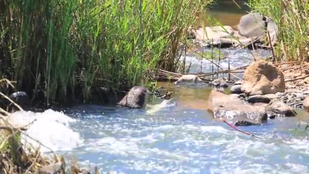 南アフリカのムプマランガ地方のクルーガー国立公園の流れの速い川にある小さなナイルワニには大きなカワウソのアオニクス カペンシスが餌を与えます — ストック動画