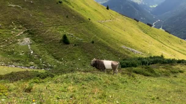 Gyönyörű felvétel egy tehénről a svájci Alpokban.