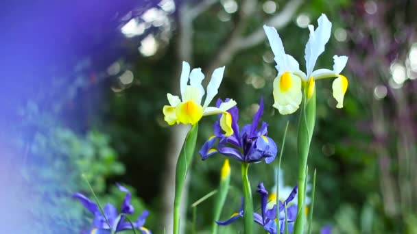 Κοντινό Πλάνο Όμορφων Μπλε Λευκών Και Κίτρινων Ίριδων Έναν Κήπο — Αρχείο Βίντεο