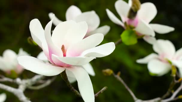 Primer Plano Una Hermosa Flor Magnolia Blanca Rosa Plena Floración — Vídeo de stock