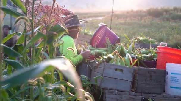 Penutup Petani Mengatur Jagung Flatbed Belakang Traktor Dengan Uap Naik — Stok Video