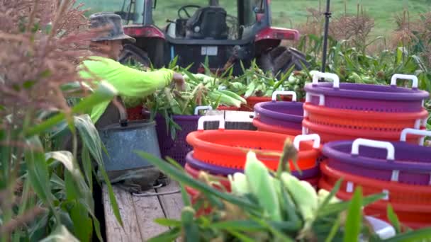 Gros Plan Agriculteur Arrangeant Maïs Dans Panier Sur Une Plate — Video