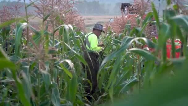 Câmera Movendo Direção Agricultor Como Ele Rapidamente Pega Milho Dos — Vídeo de Stock
