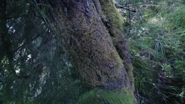 ドイツのハルツ国立公園の丸太の上に苔で作られたカーペット Slomo — ストック動画