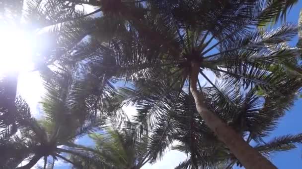 Пальмы Движутся Вместе Зародышем Солнечный День — стоковое видео