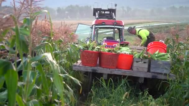 Kamera Vzdaluje Traktoru Plochým Korytem Naloženým Koši Kukuřice Jak Farmář — Stock video