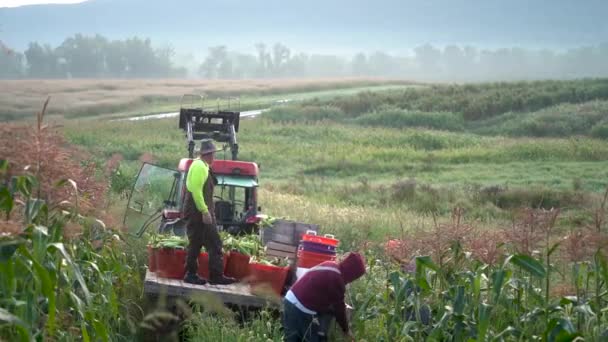 Férfiak Kukoricakosarakat Rakodnak Egy Platóra Egy Traktor Mögött Kukoricamezőn — Stock videók
